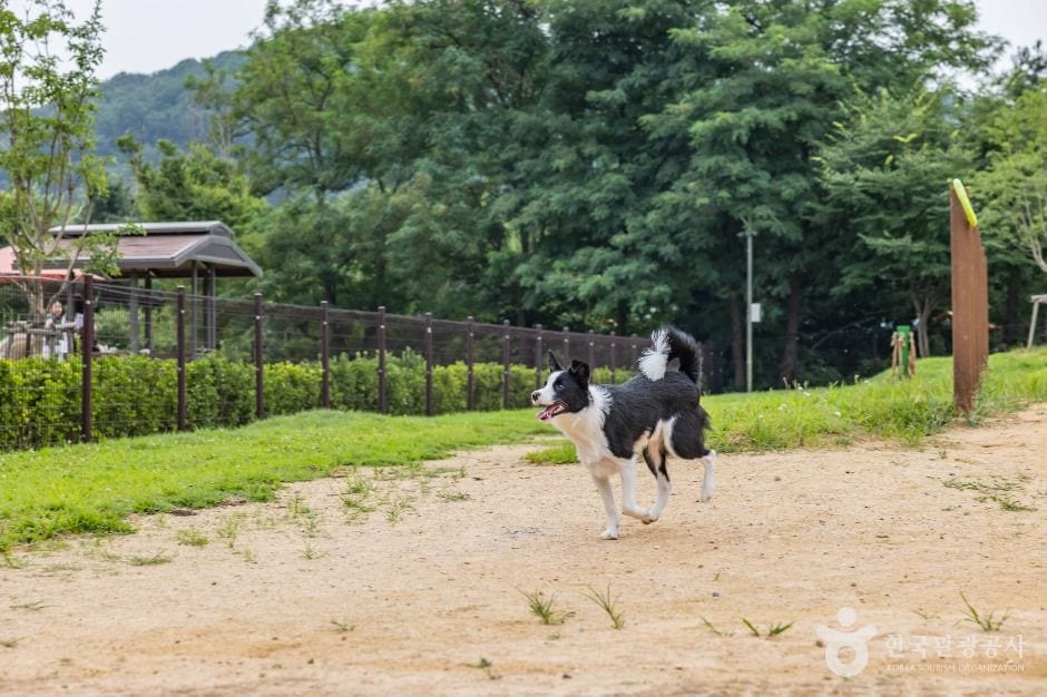 인천대공원 반려동물 놀이터 사진 6
