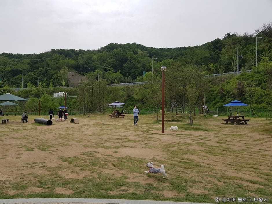 삼막애견공원 사진 7
